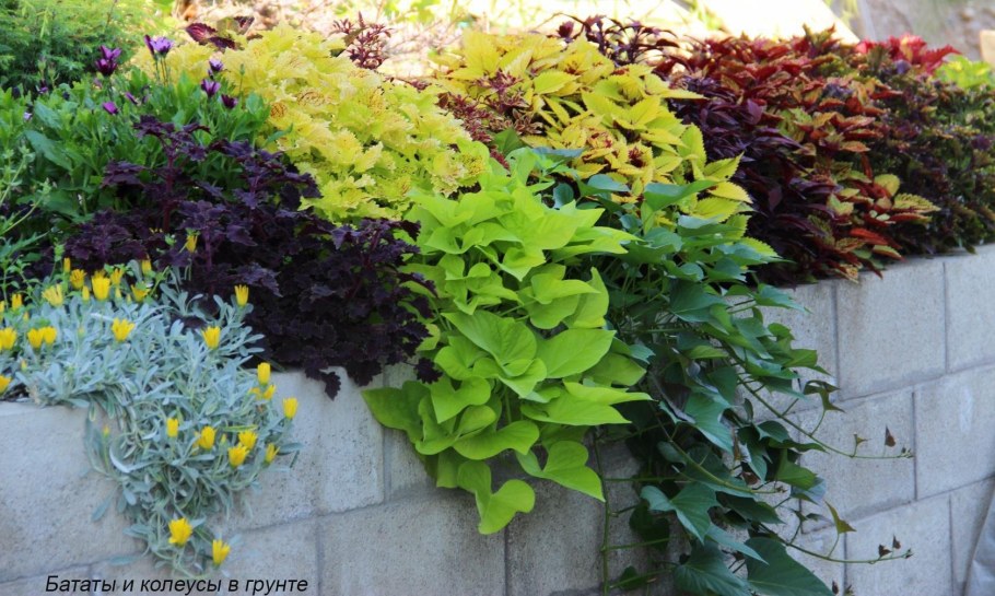 Колеус батат ипомея батат