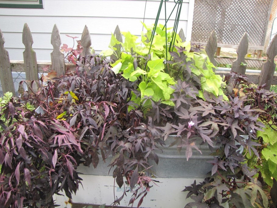 FLORAMIA Cameo ипомея батат