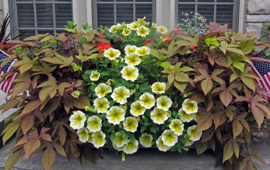 Ипомея колеус