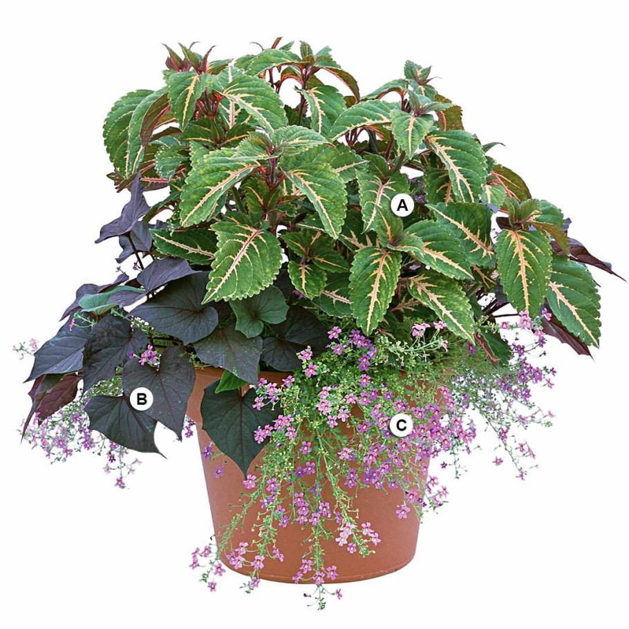 Колеус ампельный