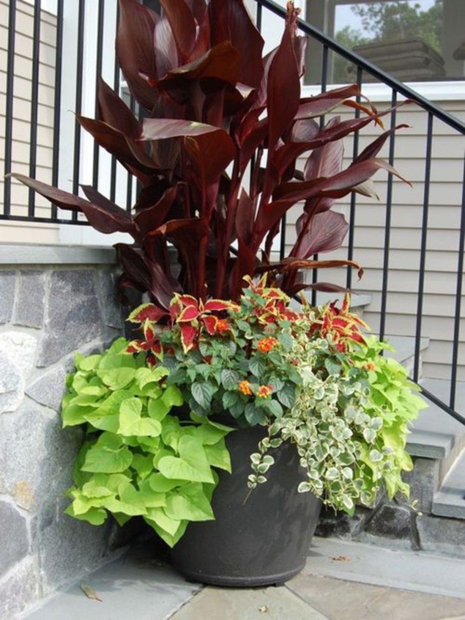 Ипомея батат на клумбе