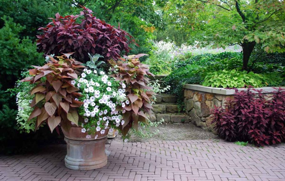 Ипомея батат на клумбе