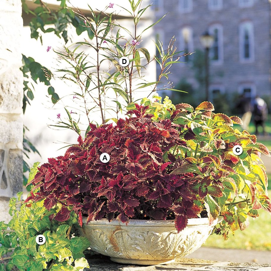 Колеус черный дракон и цинерария