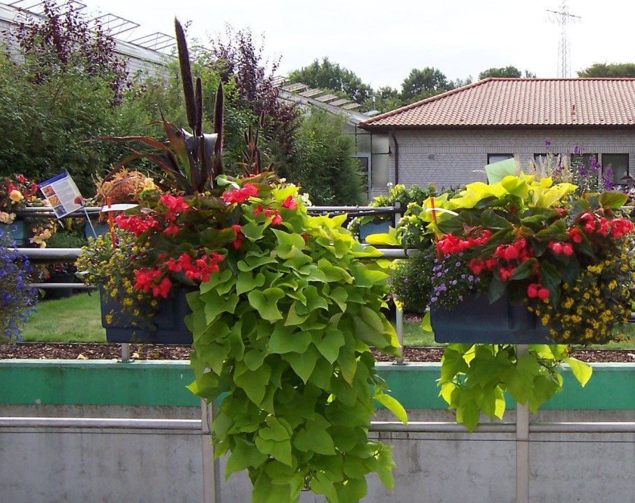 Ипомея батат ампельная