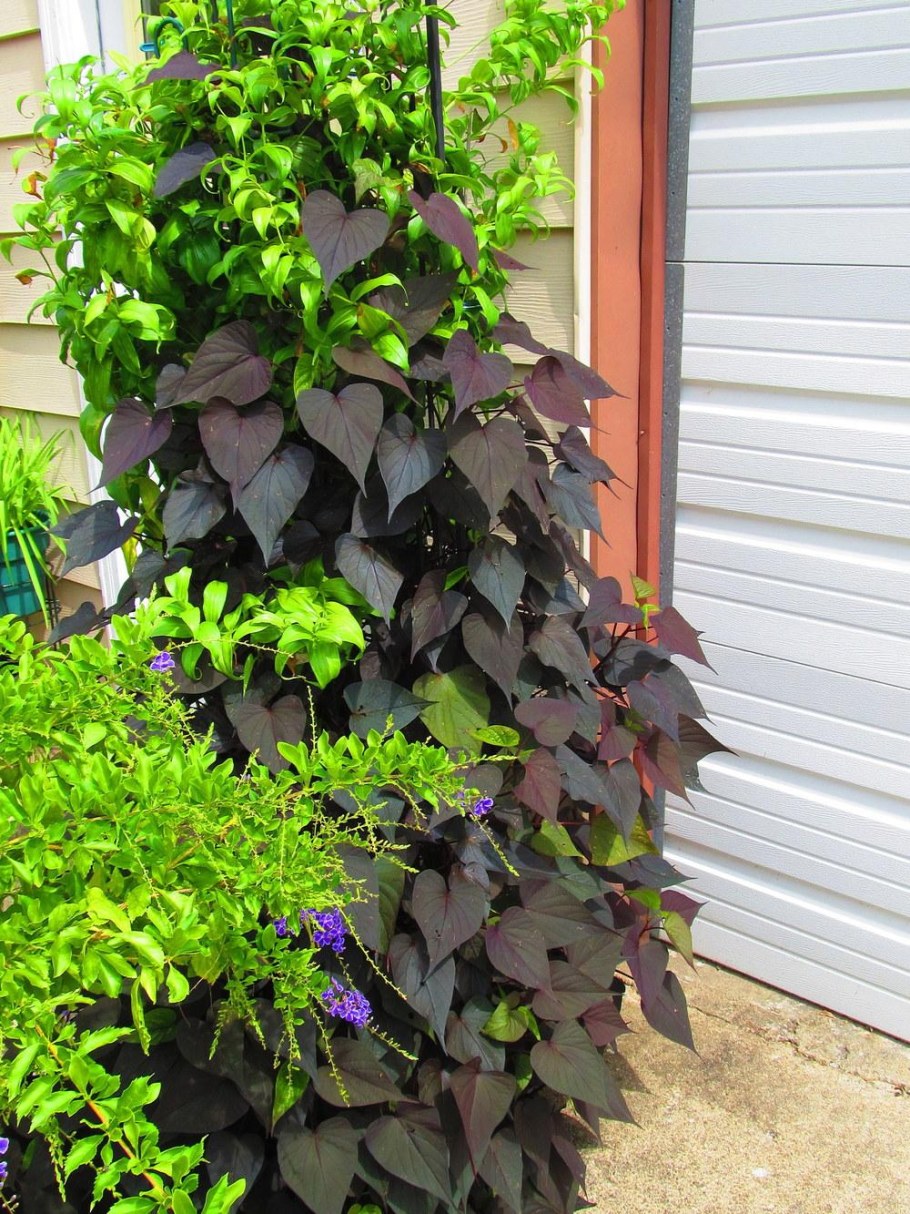 Ипомея батат многолетняя