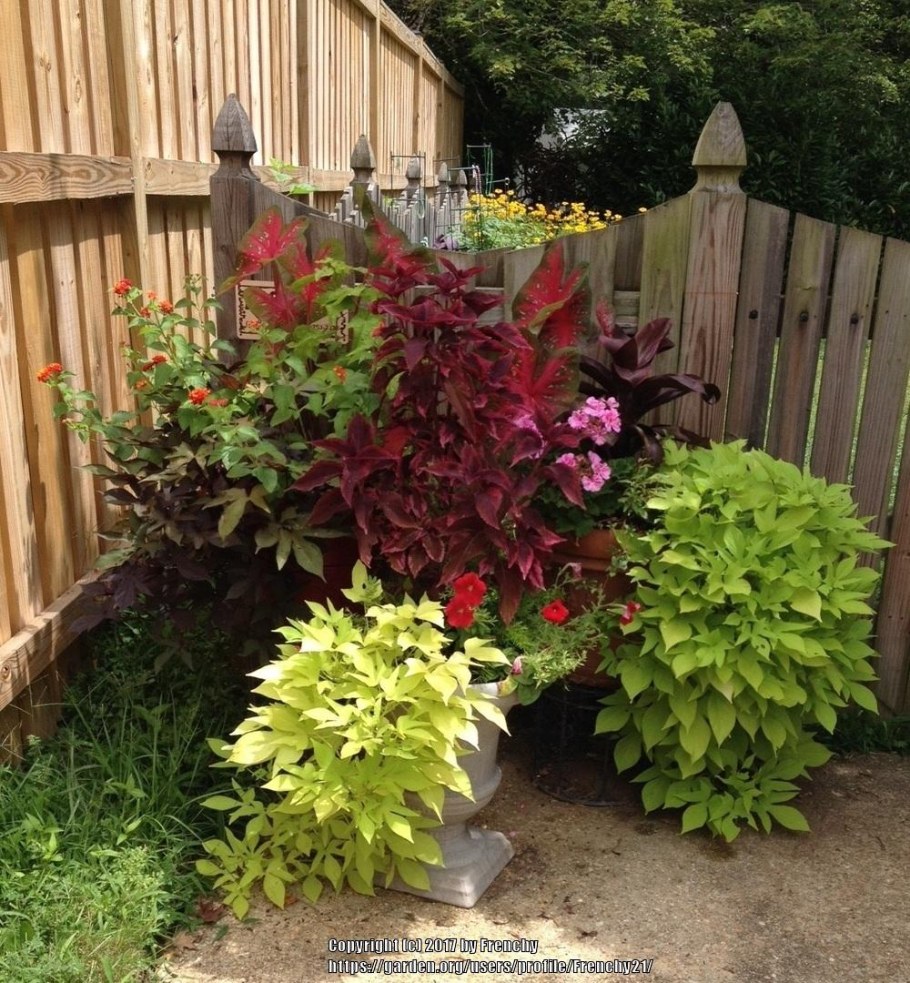 Ипомея батат