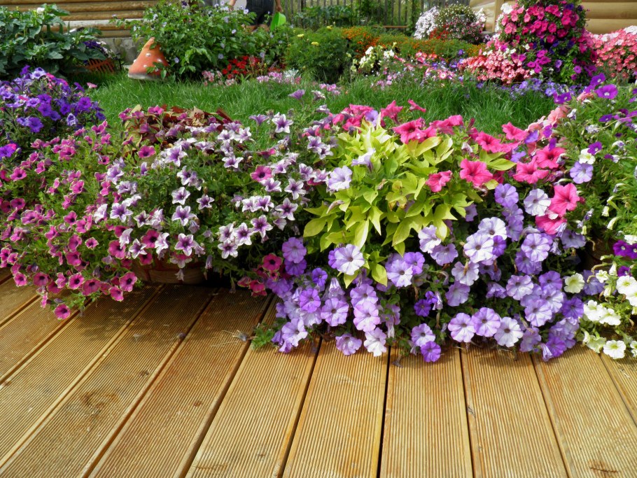 Ипомея батат Вариегата