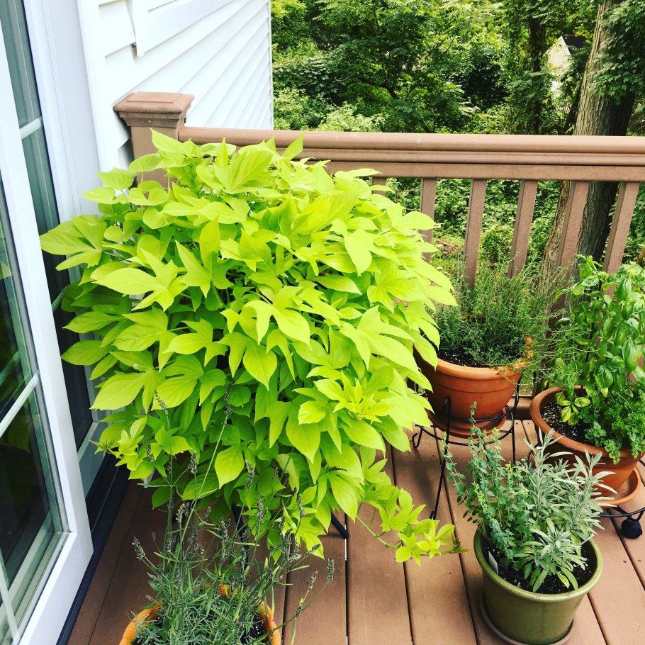 Ипомея батат