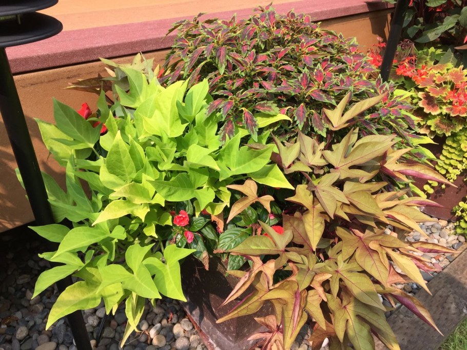 Ипомея батат