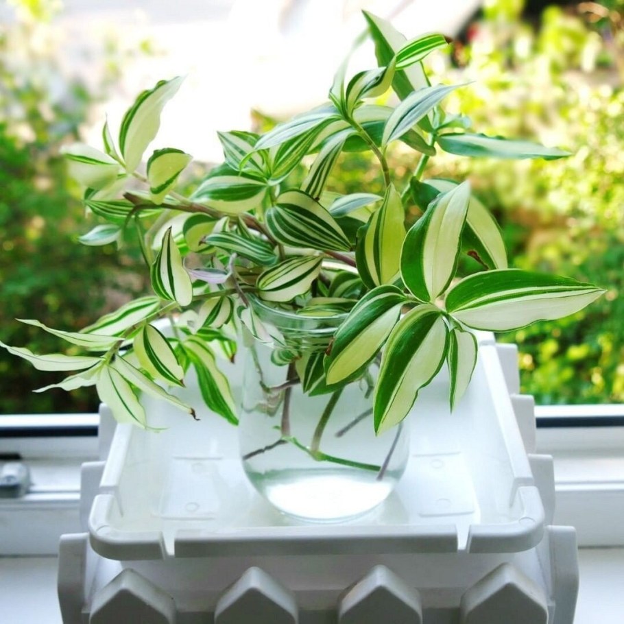 Традесканция в фитостене