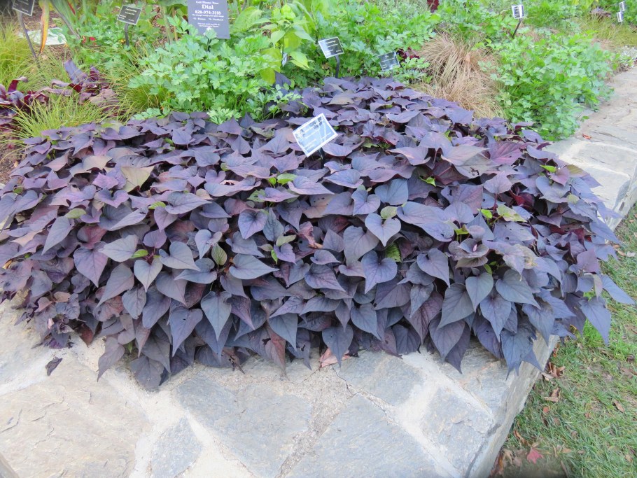 FLORAMIA Cameo ипомея батат