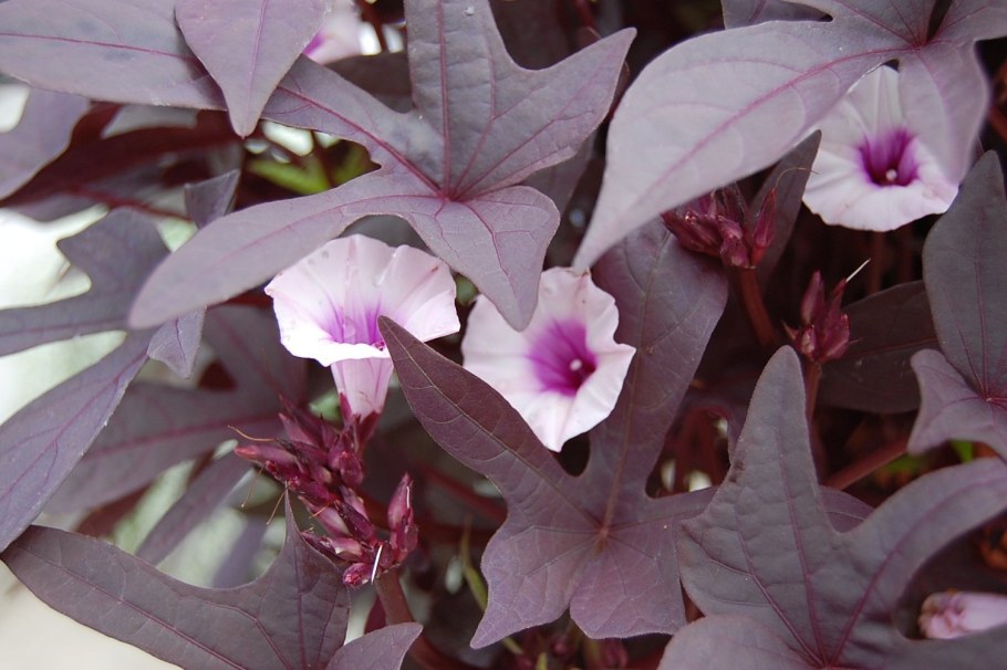 Ипомея бататная