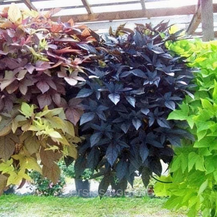 Ипомея батат Бургундия