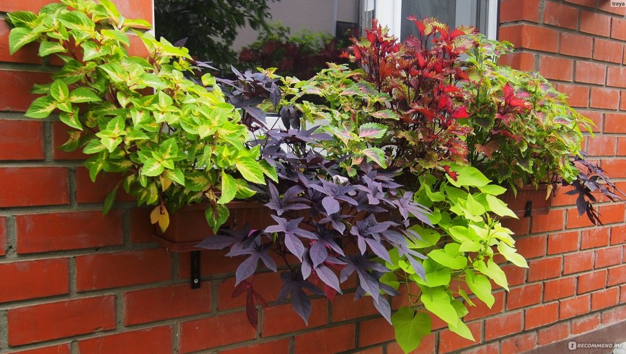 Ипомея батат