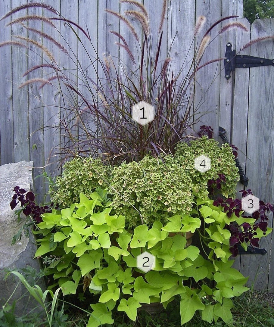 Вербейник монетчатый Контейнерное Озеленение