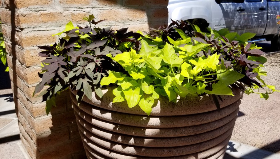 Ипомея батат многолетняя