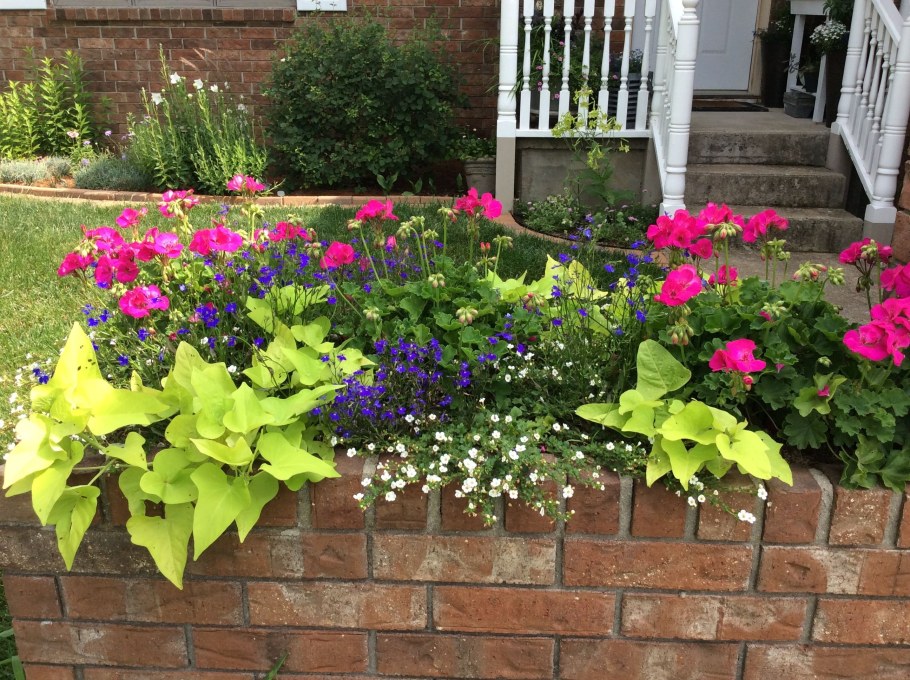 Ипомея батат на клумбе