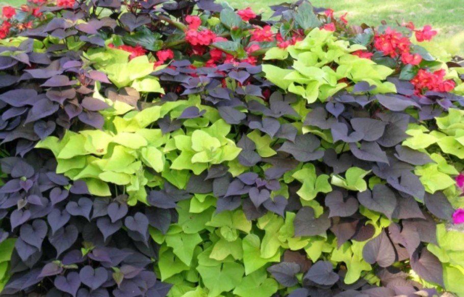 Растение ипомея батат