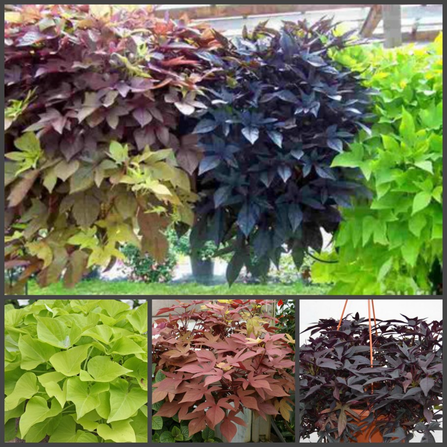 Ипомея батат Sweet Caroline Bronze