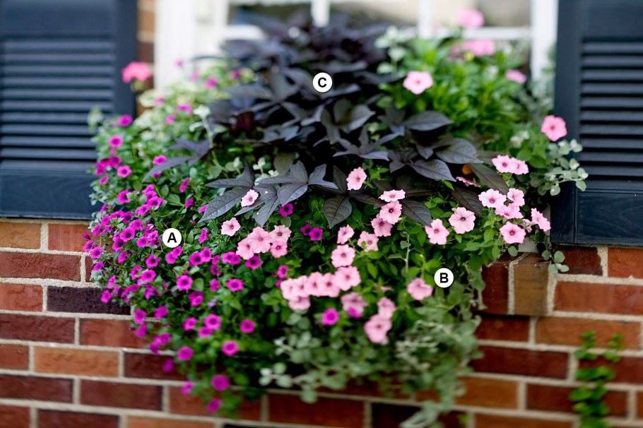 Ипомея ампельная плющевидная