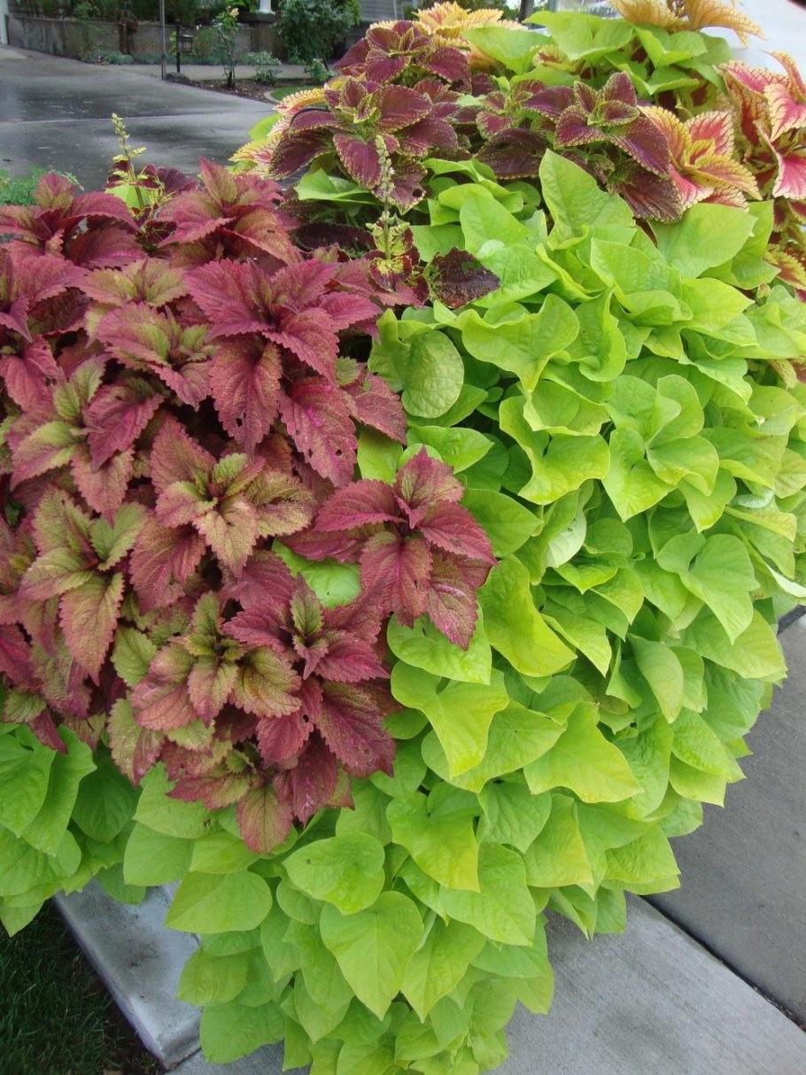 Цветок ипомея батат