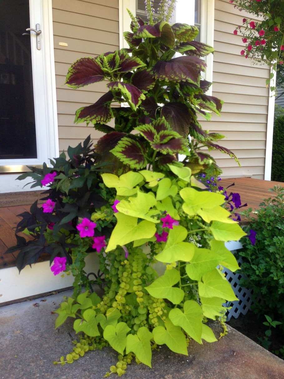 Ипомея батат ампельная