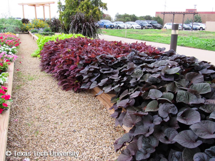 Ипомея батат зимовка в квартире