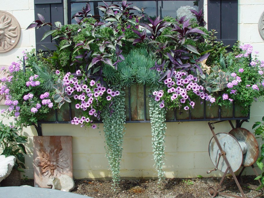 Ипомея батат колеус петуния