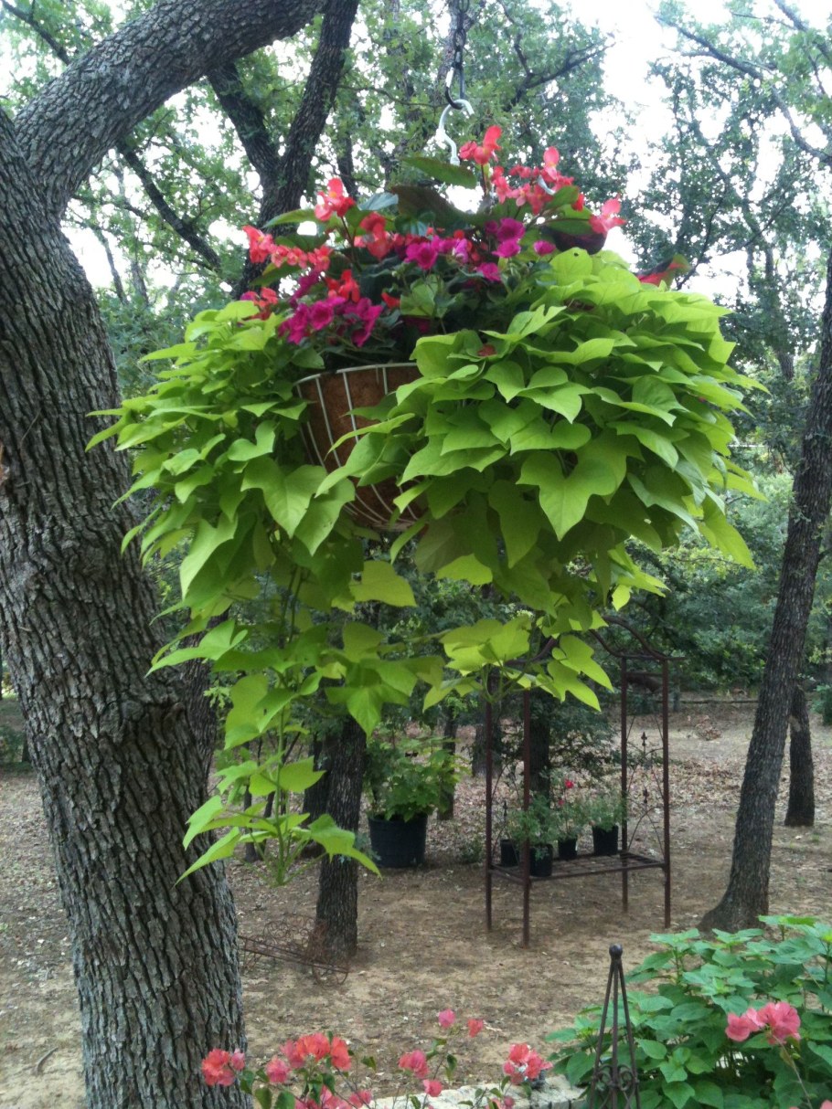 Ипомея батат