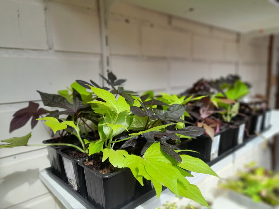 Ипомея батат описание