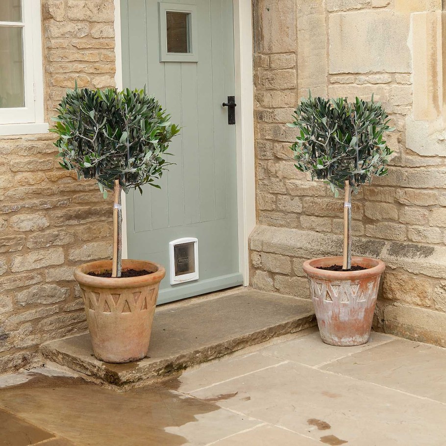 Оливковое дерево в горшке