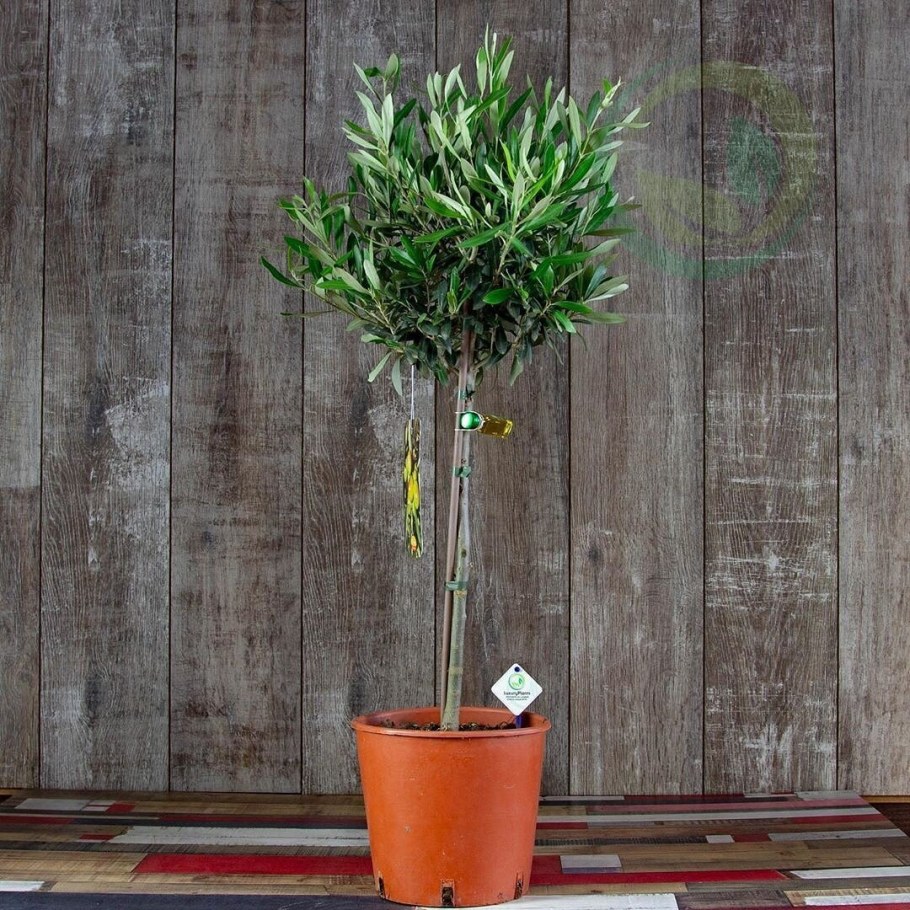 Олива дерево комнатное