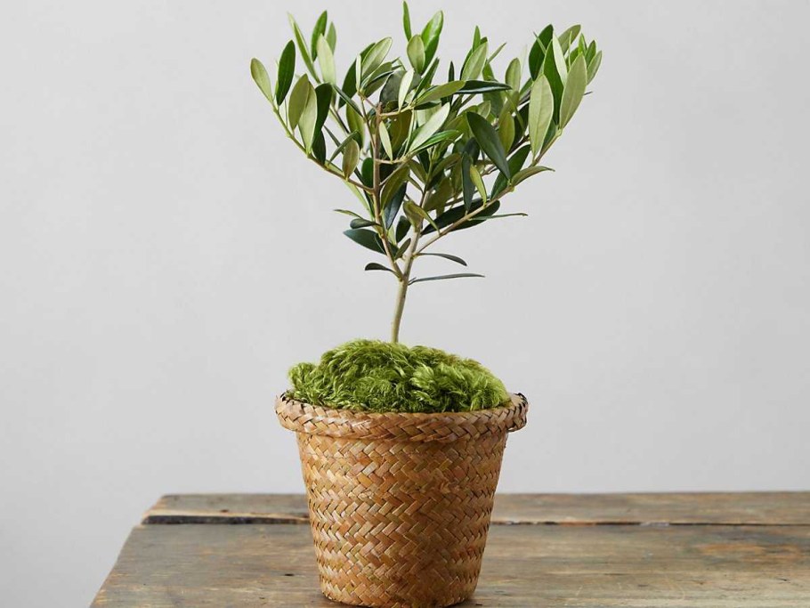 Олива европейская