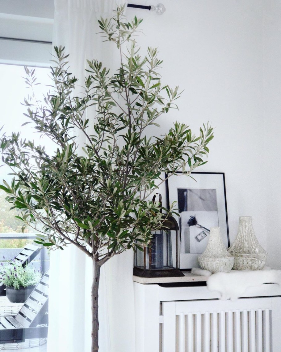 Райли оливковое дерево