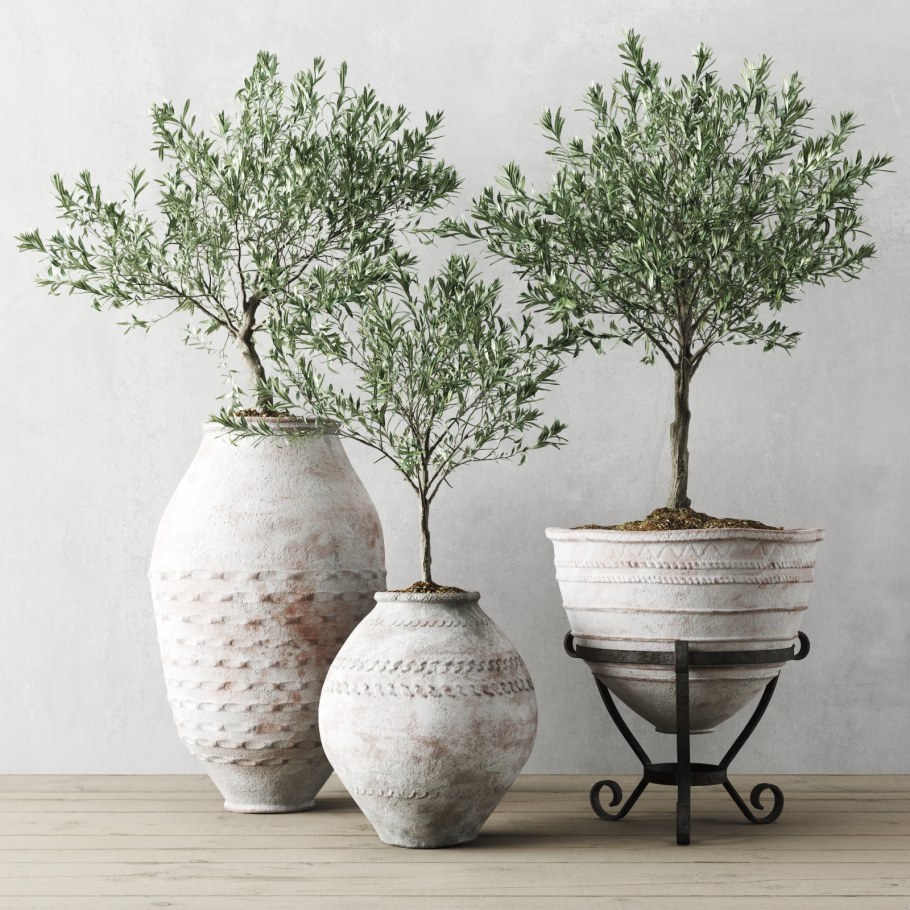 Оливковое дерево в горшке в интерьере