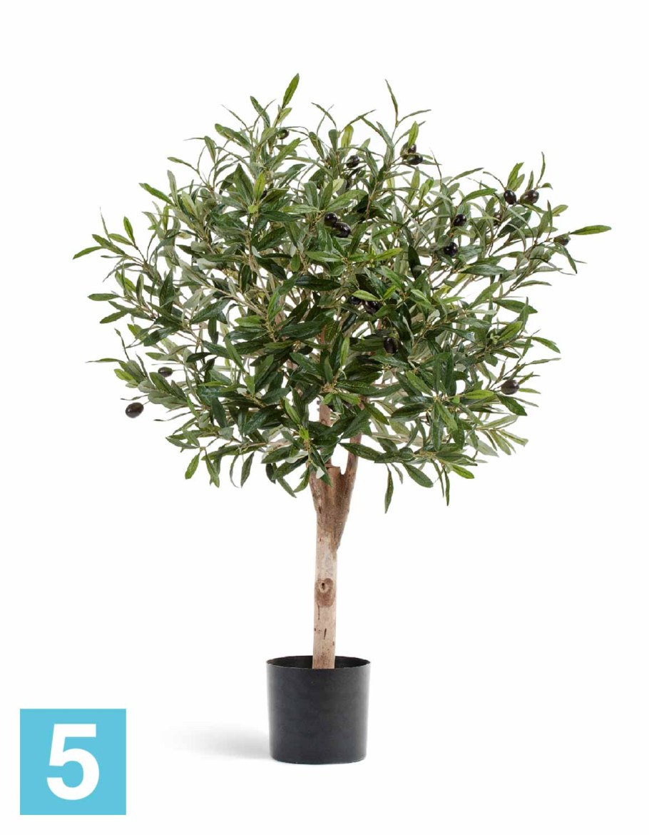 Олива Джи шар с плодами