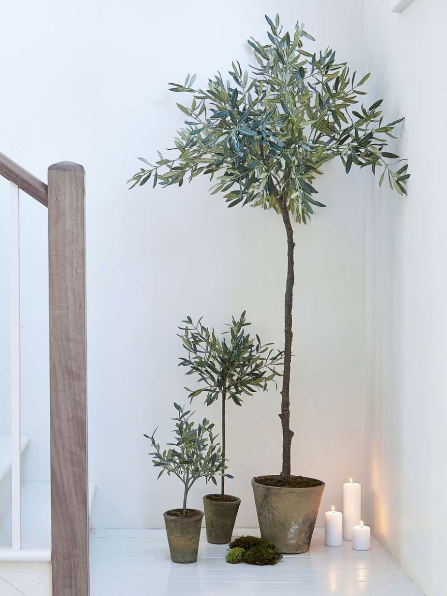 Оливковое дерево в горшке