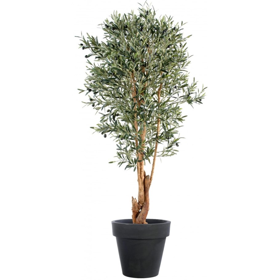 Оливковое дерево комнатное