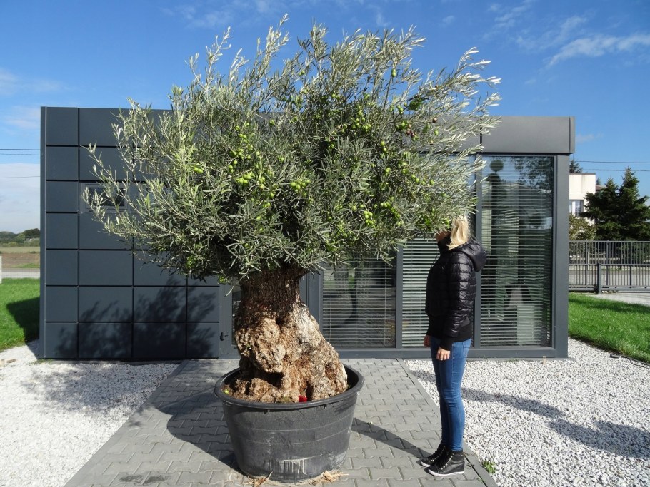 Оливковое дерево бонсай