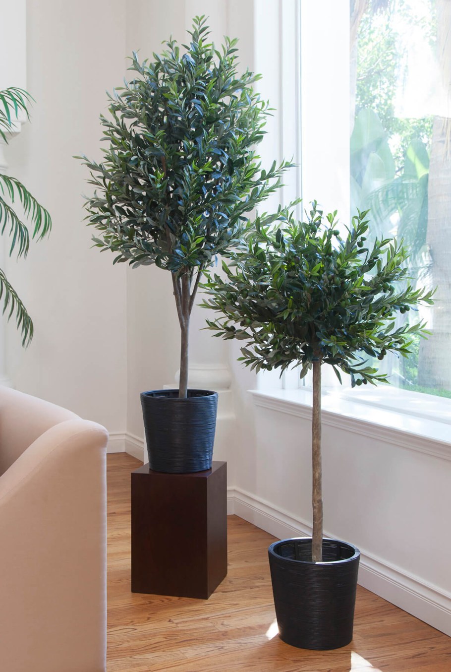 Олива штамбовая