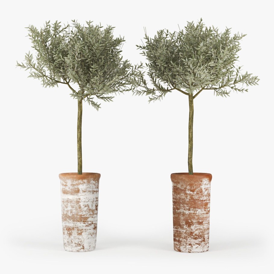 Олива европейская маслина саженец