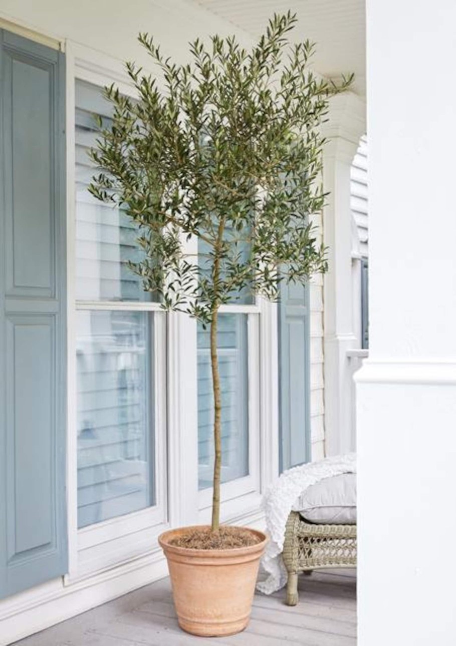 Оливковое дерево в интерьере
