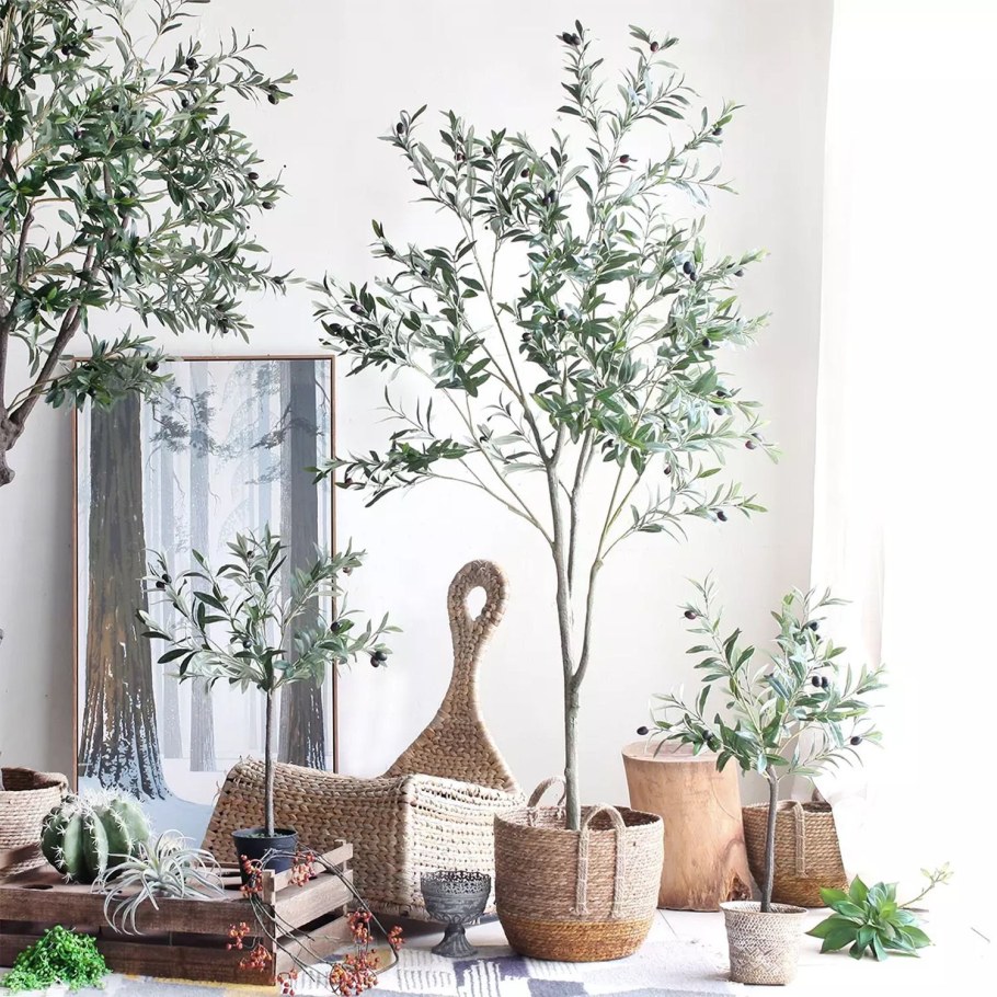 Оливковое дерево в горшке