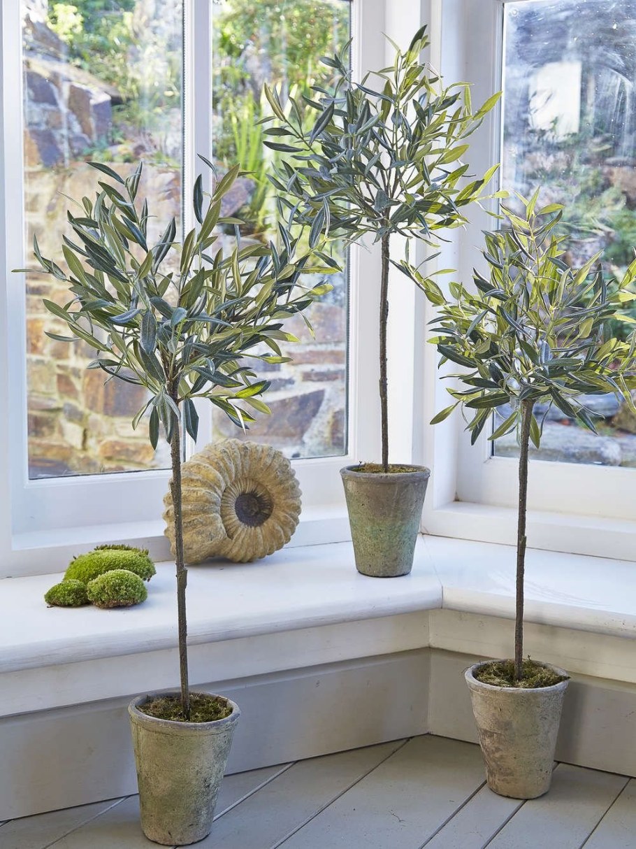 Олива дерево в интерьере