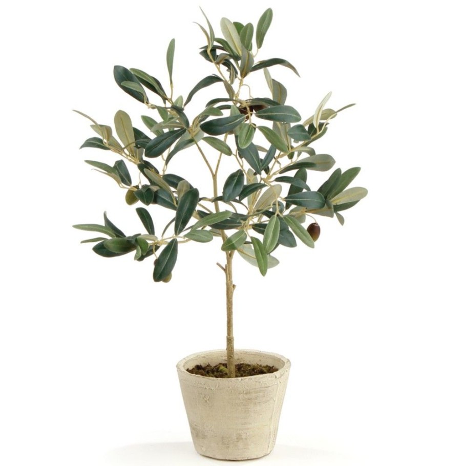 Олива дерево комнатное