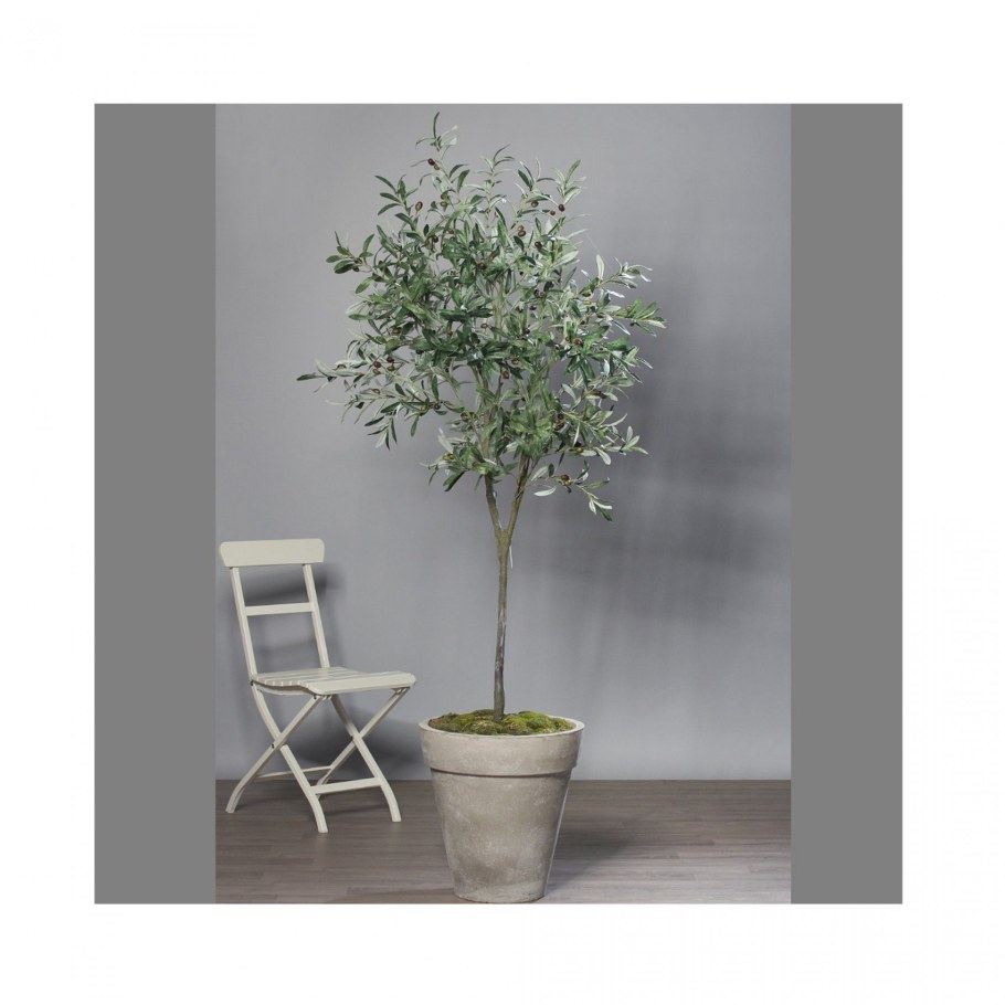 Оливковое дерево Нувола