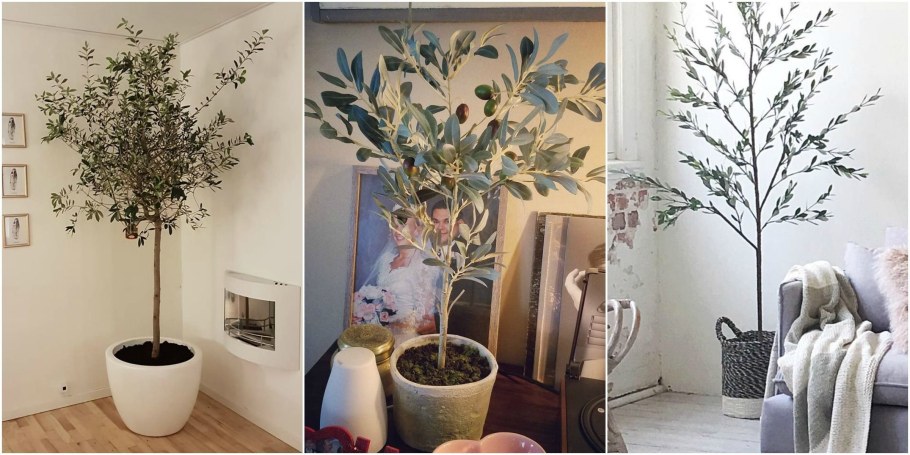 Оливковое дерево в горшке