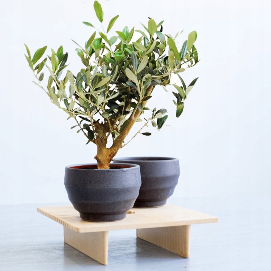 Оливковое дерево