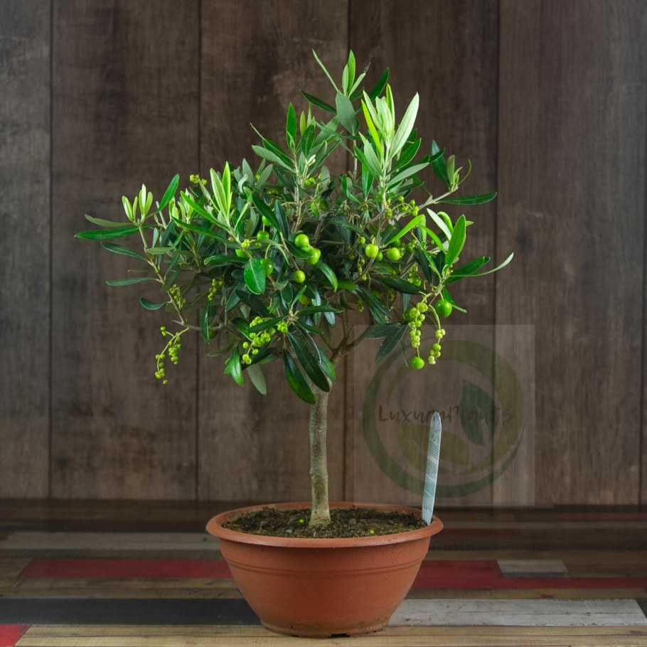 Олива в горшке