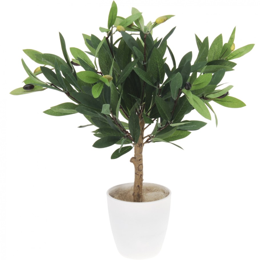 Олива дерево комнатное